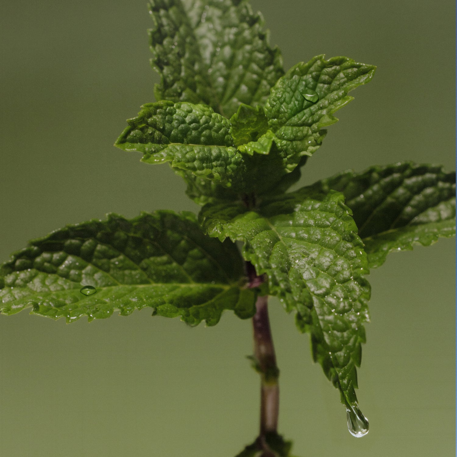 Sesh+ Wintergreen Refill Bag 200 Pouches